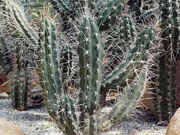 Ботанический сад &quot;Nong Nooch&quot;