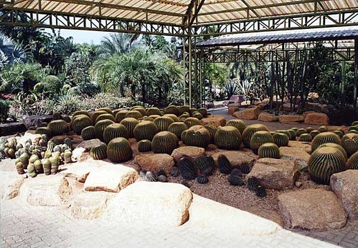 Ботанический сад "Nong Nooch" (3152 відвідувань) Фото Дениса Доровских (Киев)
Ботанический сад "Nong Nooch"