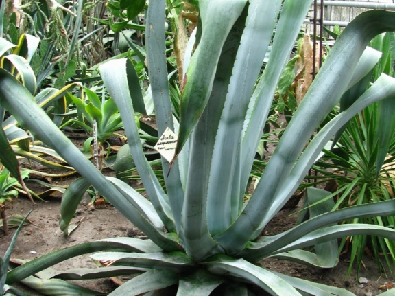 4 (2011 відвідувань) 4