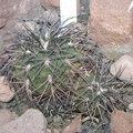 gymnocalicium_speagazinii.jpg