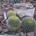 notocactus_claviceps.jpg