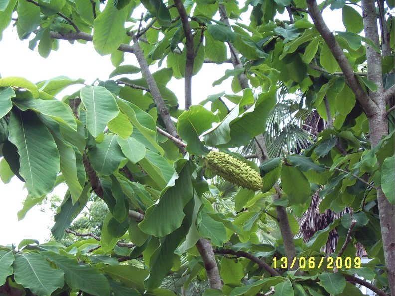 SV503034.JPG