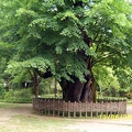 SV503087.JPG
