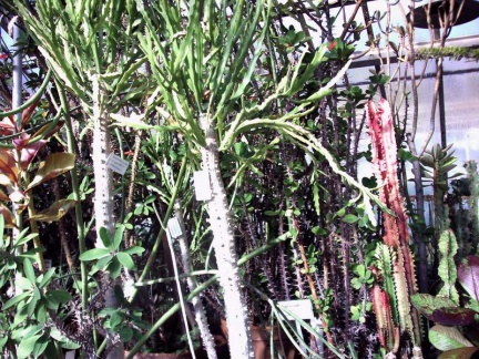 Ботанический сад в Софии (Болгария)