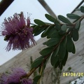 Melaleuca.JPG
