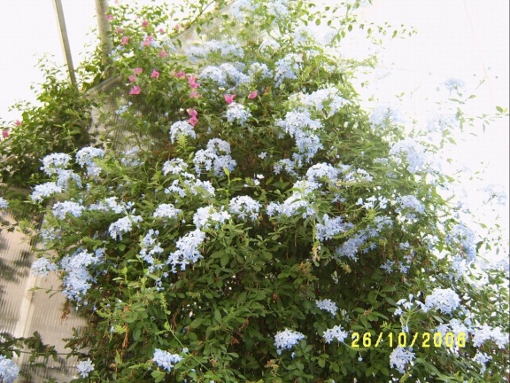 Plumbago capensis2