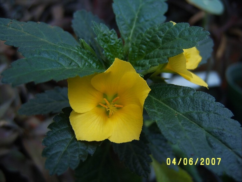 Turnera_ulmifolia_1.JPG