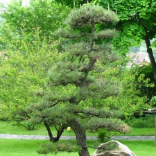 Praga9 -  Botsad Troja