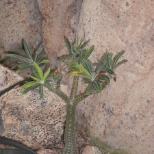 Ботанический сад в Вене (Австрия)