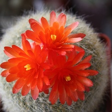 Brasilicactus haselbergii (2294 відвідувань) Brasilicactus haselbergii