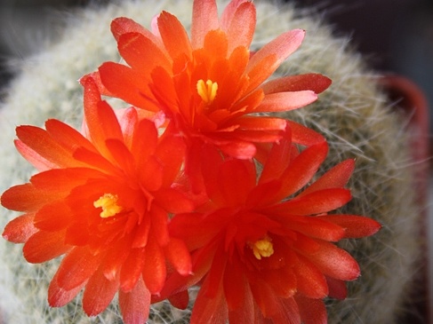Brasilicactus haselbergii (2294 відвідувань) Brasilicactus haselbergii