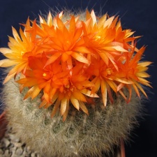 Brasilicactus haselbergii DA FG (2321 відвідувань) Brasilicactus haselbergii DA FG