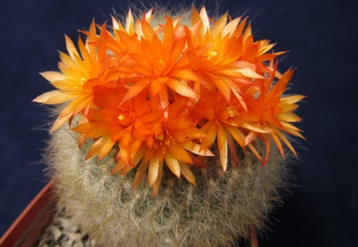 Brasilicactus haselbergii DA FG (2320 відвідувань) Brasilicactus haselbergii DA FG