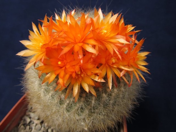 Brasilicactus haselbergii DA FG (2320 відвідувань) Brasilicactus haselbergii DA FG