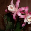 Epiphyllum Deutsche Kaiserin (2357 відвідувань) Epiphyllum Deutsche Kaiserin