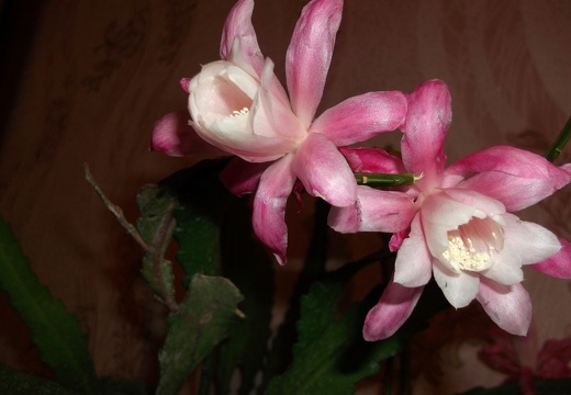 Epiphyllum Deutsche Kaiserin (2357 відвідувань) Epiphyllum Deutsche Kaiserin