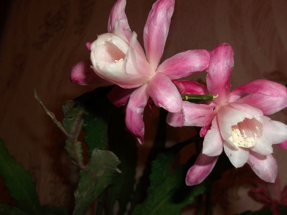 Epiphyllum Deutsche Kaiserin (2357 відвідувань) Epiphyllum Deutsche Kaiserin