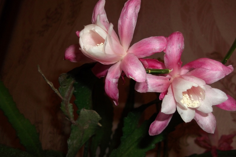 Epiphyllum__Deutsche_Kaiserin.jpg