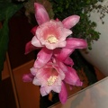 Epiphyllum Deutsche Kaiserin (2179 відвідувань) Epiphyllum Deutsche Kaiserin