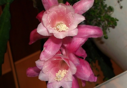 Epiphyllum Deutsche Kaiserin (2178 відвідувань) Epiphyllum Deutsche Kaiserin