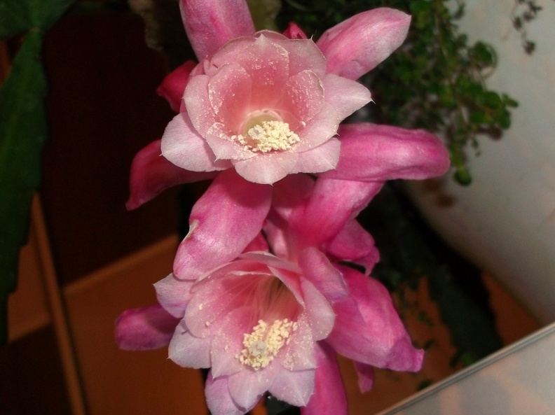 Epiphyllum Deutsche Kaiserin (2179 відвідувань) Epiphyllum Deutsche Kaiserin