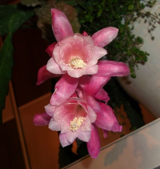 Epiphyllum__Deutsche_Kaiserin__.jpg