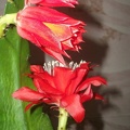 Epiphyllum aff Sabra 1 (2090 відвідувань) Epiphyllum aff Sabra 1