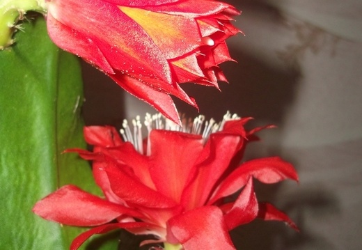 Epiphyllum aff Sabra 1 (2090 відвідувань) Epiphyllum aff Sabra 1