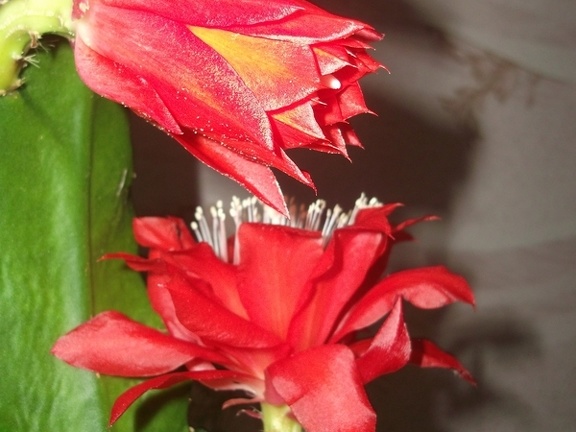 Epiphyllum aff Sabra 1 (2090 відвідувань) Epiphyllum aff Sabra 1