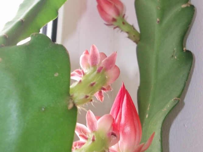 Epiphyllum aff cv Sabra (2108 відвідувань) Epiphyllum aff cv Sabra