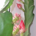 Epiphyllum aff cv Sabra (2108 відвідувань) Epiphyllum aff cv Sabra
