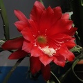 Epiphyllum hybr (2082 відвідувань) Epiphyllum hybr