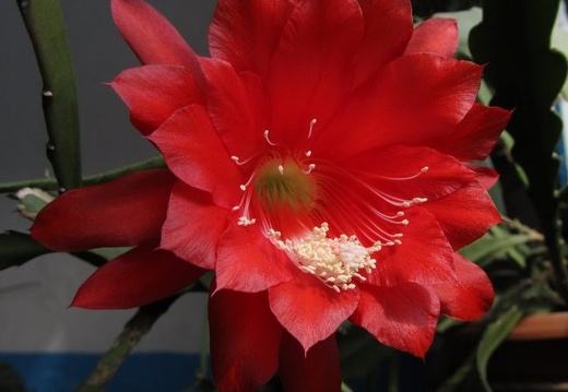 Epiphyllum hybr (2082 відвідувань) Epiphyllum hybr