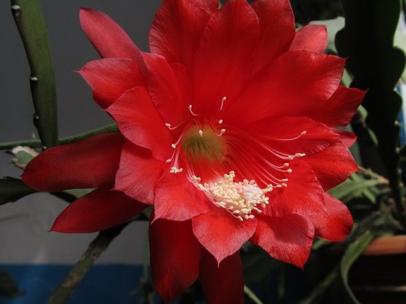 Epiphyllum hybr (2082 відвідувань) Epiphyllum hybr