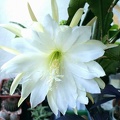 Epiphyllum sp (2219 відвідувань) Epiphyllum sp