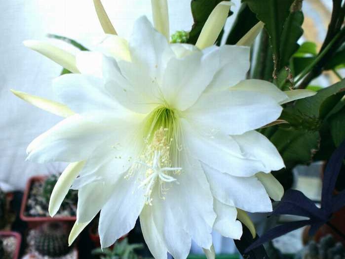 Epiphyllum sp (2220 відвідувань) Epiphyllum sp