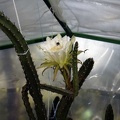 Eriocereus_jusbertii1_Kasandra_winner_may2012.jpg