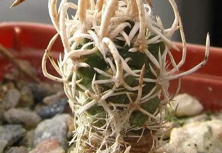 Navajoa  Pediocactus  fickeisenii