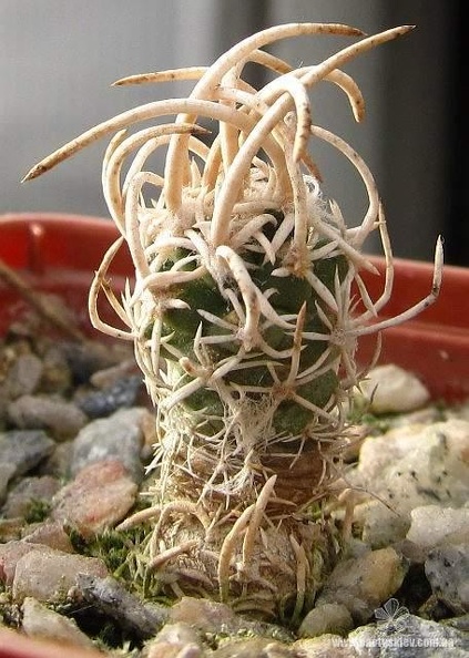 Navajoa__Pediocactus__fickeisenii.jpg
