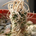 Navajoa__Pediocactus__fickeisenii.jpg