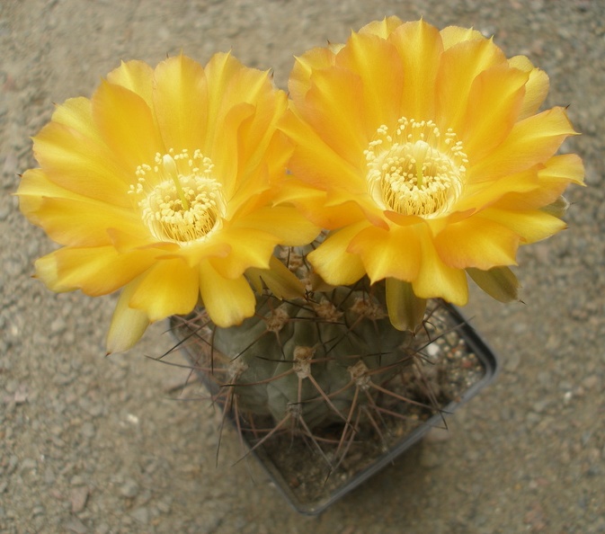 Acanthocal_glaucum1.JPG