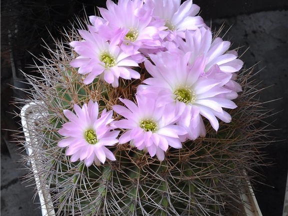 Acanthocalycium violaceum (2679 відвідувань) Acanthocalycium violaceum