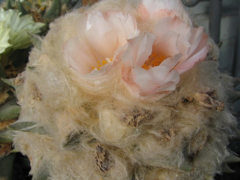 ariocarpus_furfuraceus.jpg