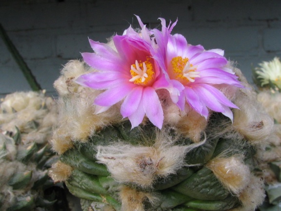 roseocactus lloydii 3 (2961 відвідувань) roseocactus lloydii 3