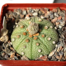 Astrophytum asterias 087 (hybr.)