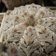 Astrophytum asterias Zebra Snow  2