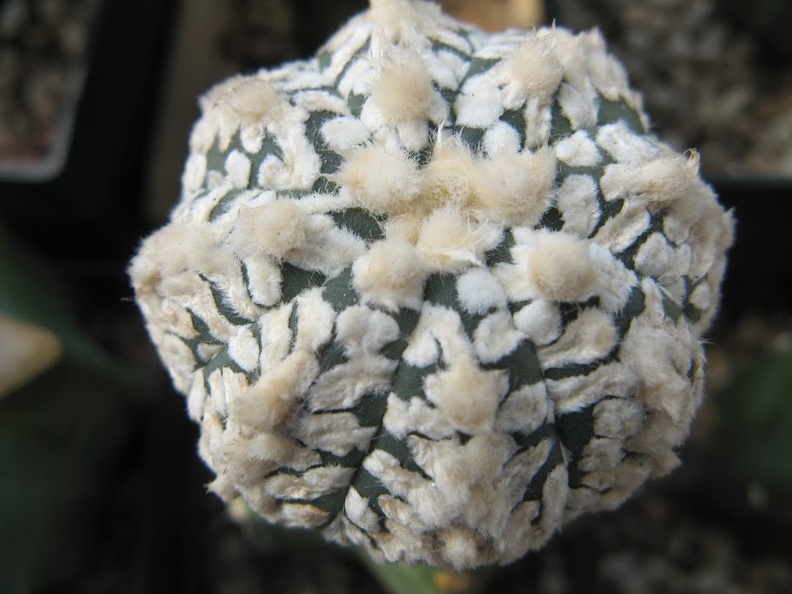 Astrophytum_asterias_Zebra_Snow__4.JPG