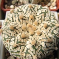 Astrophytum_asterias_Zebra__2.JPG