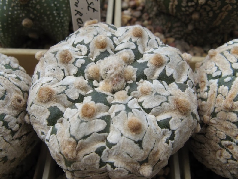 Astrophytum_asterias_Zebra__5.JPG