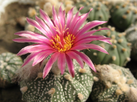 Astrophytum asterias cv Rote Bluete Bulah (2326 відвідувань) Astrophytum asterias cv Rote Bluete Bulah
